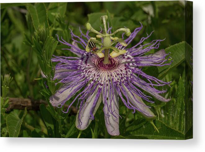 Flower Canvas Print featuring the photograph Purple Passionflower by Doug McPherson