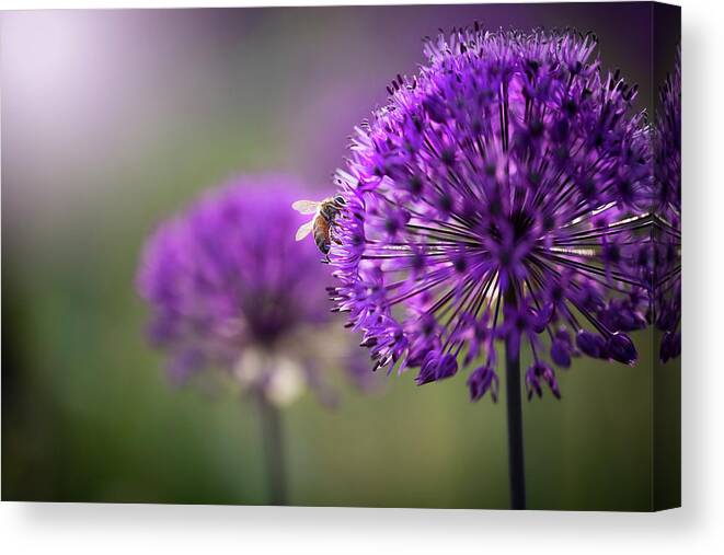  Canvas Print featuring the photograph Purple Puff by Nicole Engstrom