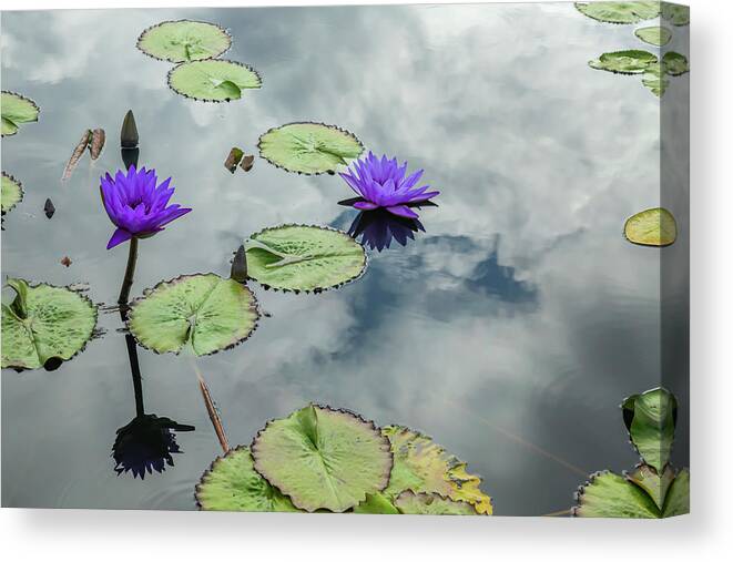 Lily Canvas Print featuring the photograph Purple Water Lilies and Pads by Cate Franklyn