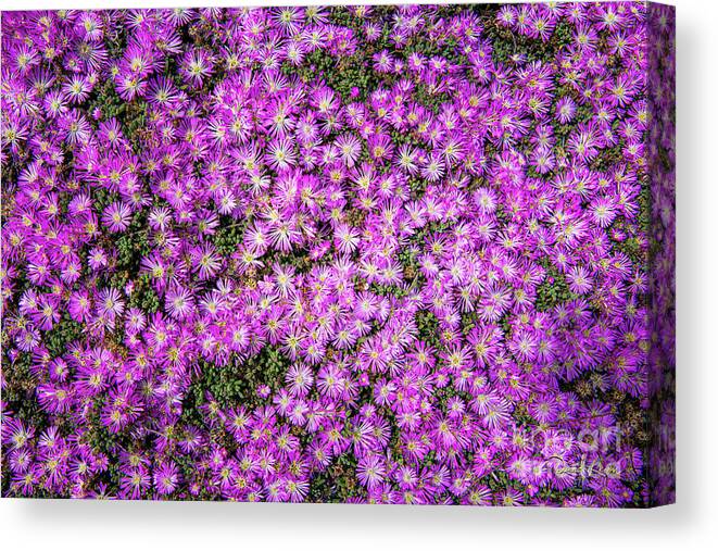 Ca Route 1 Canvas Print featuring the photograph Purplish Pinkish Blooms by David Levin