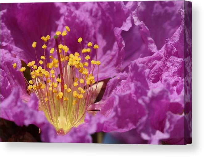 Queen's Crepe Myrtle Canvas Print featuring the photograph Queen's Crepe Myrtle Flower by Mingming Jiang