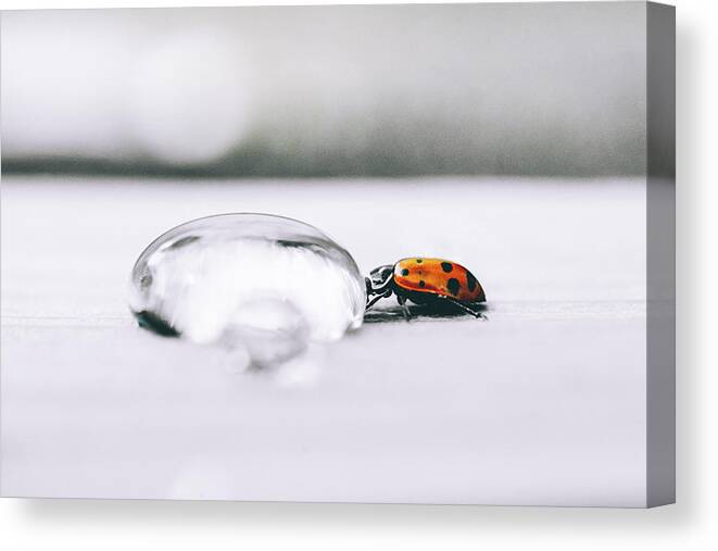 Macro Canvas Print featuring the photograph Quenching His Thirst - Ladybug Photo by Ada Weyland