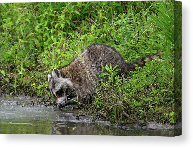 Raccoon Canvas Print featuring the photograph Raccoon Washing by Fon Denton