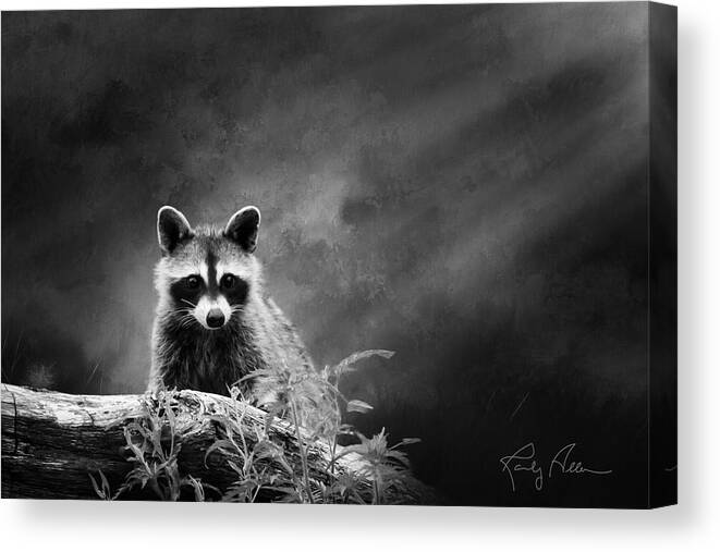 Raccoon Canvas Print featuring the photograph Raccoon Posing by Randall Allen