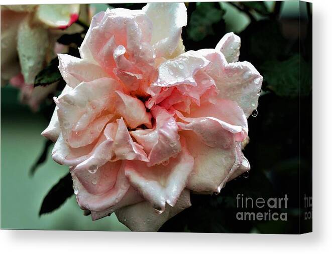Raindrops Canvas Print featuring the photograph Rain Rose by Tracey Lee Cassin