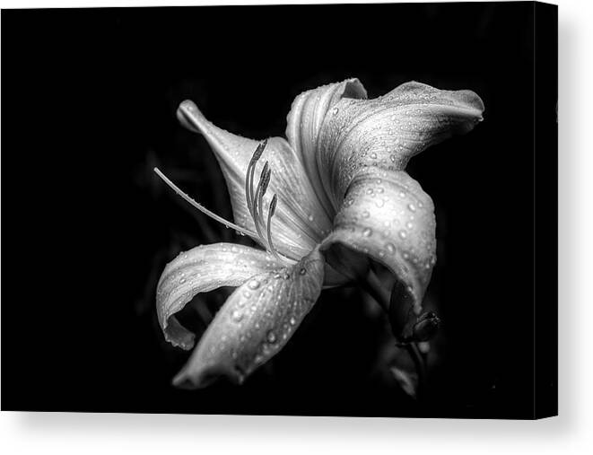 Dew Canvas Print featuring the photograph Raindrops on the Lilies in Black and White by Debra and Dave Vanderlaan
