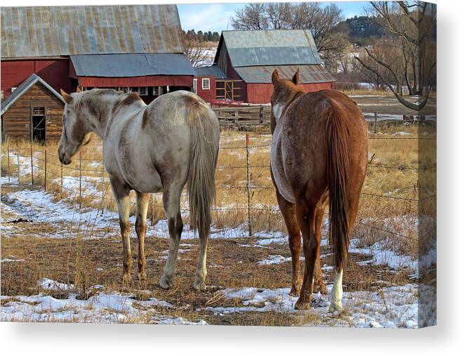 Horses Canvas Print featuring the photograph Ranch Horses by Alana Thrower