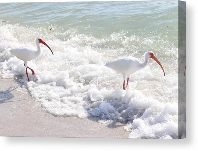 White Ibis Canvas Print featuring the photograph Rare visitors at the Beach by Mingming Jiang