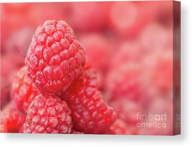 Raspberries Canvas Print featuring the photograph Raspberry by Delphimages Photo Creations