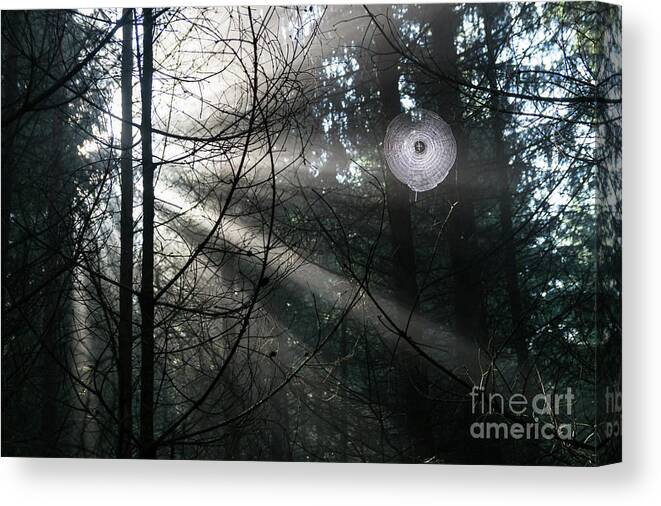 Forest Canvas Print featuring the photograph Rays of light in the forest 2 by Adriana Mueller