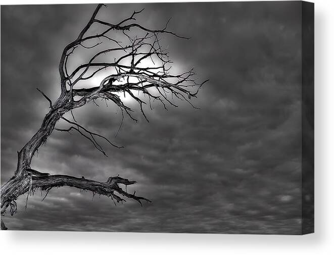 Branches Canvas Print featuring the photograph Reaching by DArcy Evans