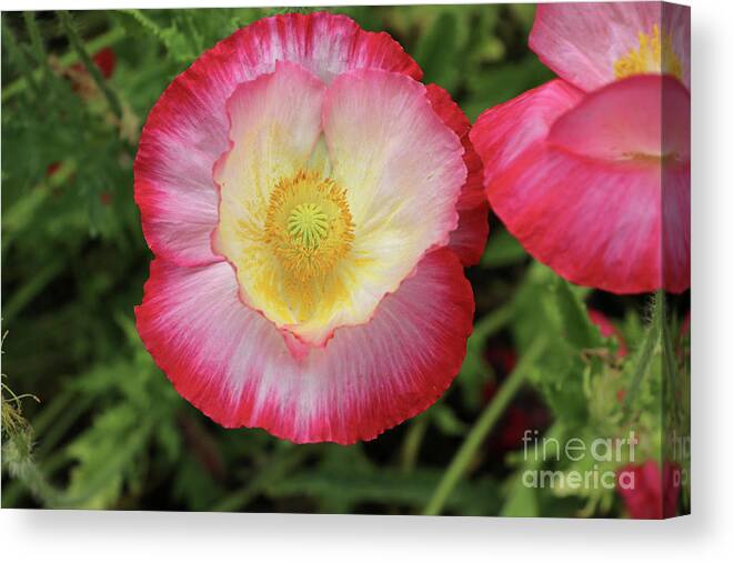 Red Canvas Print featuring the photograph Red and White Poppy 3502 by Jack Schultz
