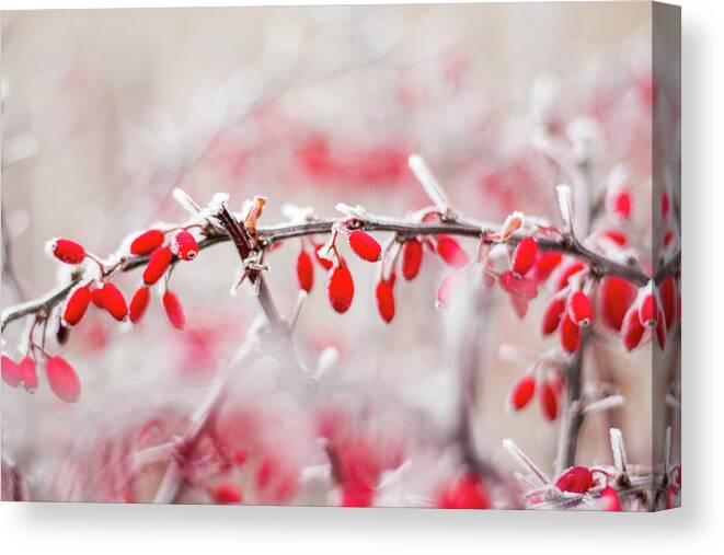 Japanese Barberry Canvas Print featuring the photograph Red Barberry - Berberis thunbergii by Viktor Wallon-Hars