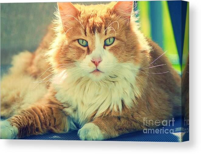Animal Canvas Print featuring the photograph Red Cat Staring by Claudia Zahnd-Prezioso