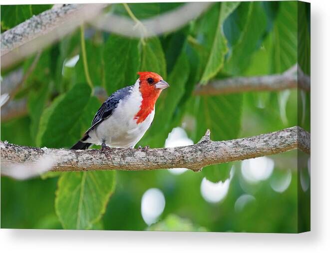 Red-crested Cardinal Canvas Print featuring the photograph Red-Crested Cardinal by Shoal Hollingsworth