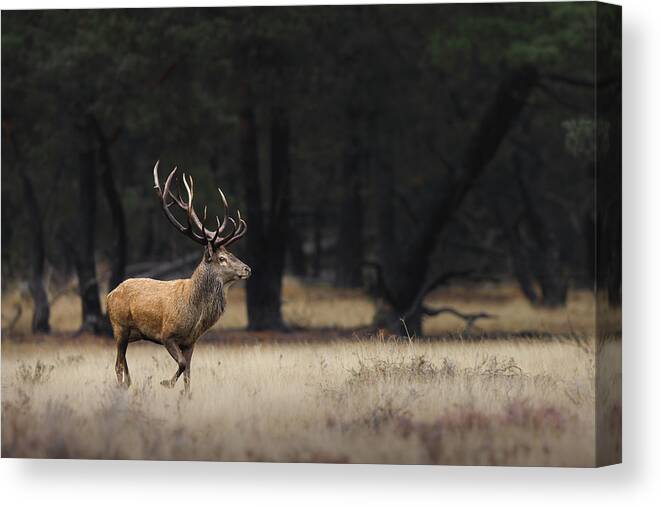 Forest Canvas Print featuring the photograph Red deer in the rain. by Patrick Van Os