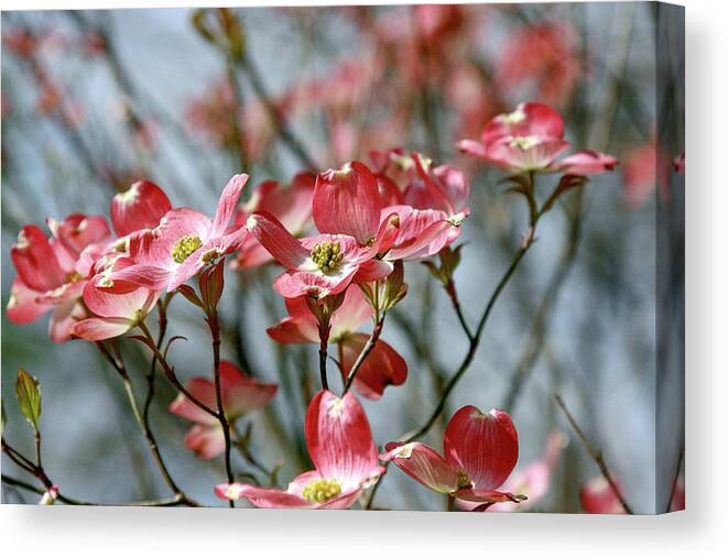 Nature Canvas Print featuring the photograph Red Dogwood by Gina Fitzhugh
