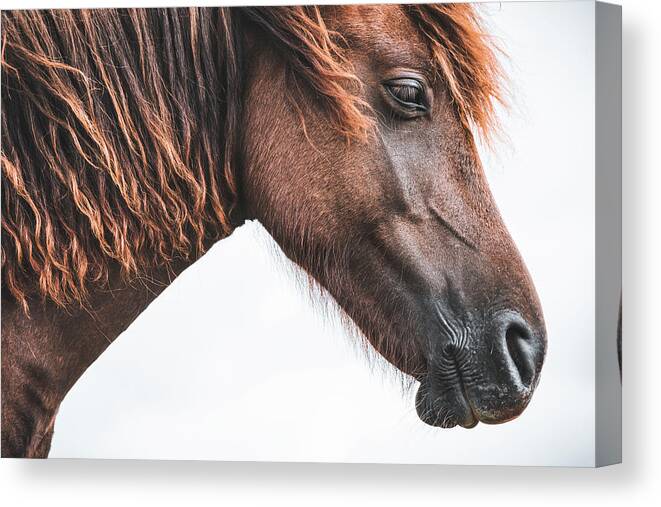Photographs Canvas Print featuring the photograph Red - Horse Art by Lisa Saint