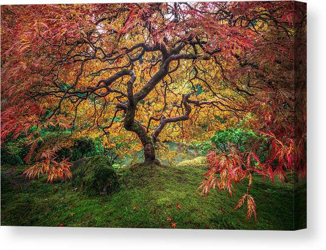 Japanese Maple Canvas Print featuring the photograph Red Japanese Maple by Ryan Smith