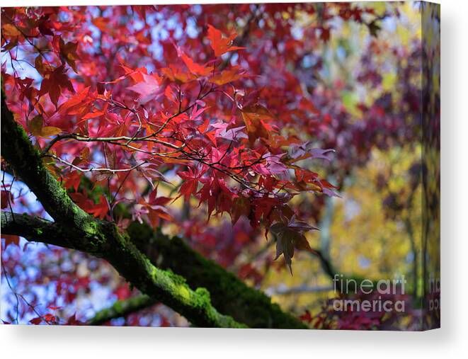 Red Canvas Print featuring the photograph Red leaves by Adriana Mueller