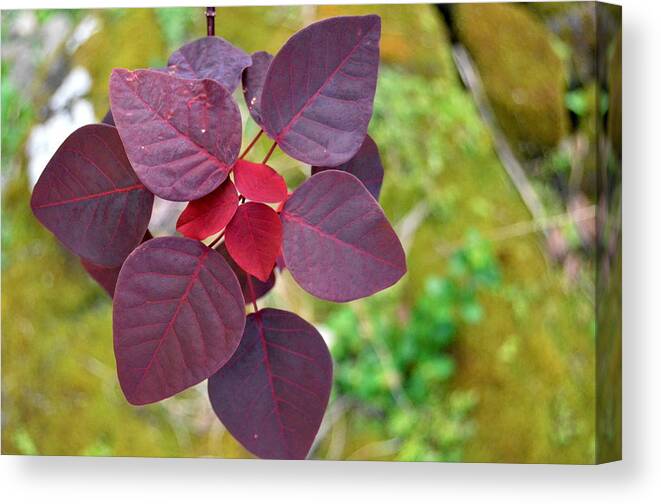 Kauai Canvas Print featuring the photograph Red Leaves by Amy Fose