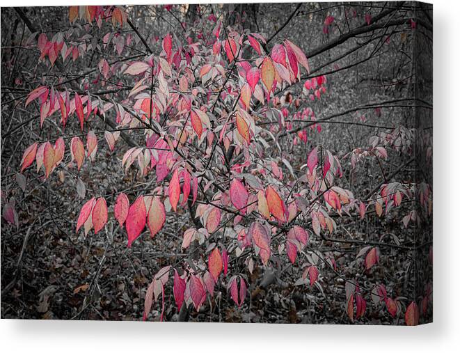 Red Leaves Woods Waukegan Illinois B&w Isolate Color Autumn Fall Canvas Print featuring the photograph Red Leaves in the Woods - Waukegan, Illinois by David Morehead