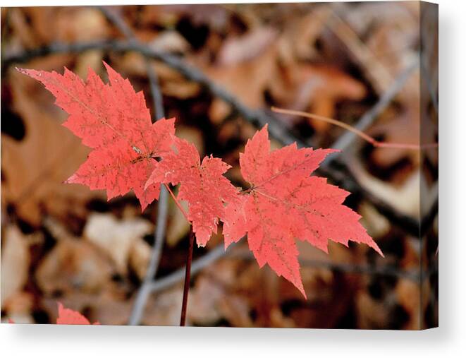 Maple Canvas Print featuring the photograph Red Maple Leaves by Rich S
