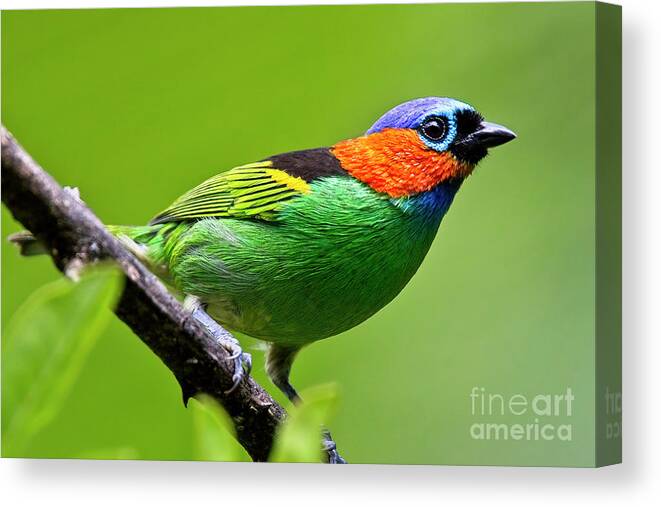 Red-necked Tanager Canvas Print featuring the photograph Red-necked Tanager, Tangara cyanocephala by Tony Mills