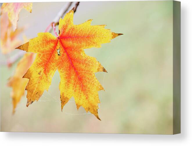 Autumn Canvas Print featuring the photograph Red, orange, yellow and brown. by Rob Huntley