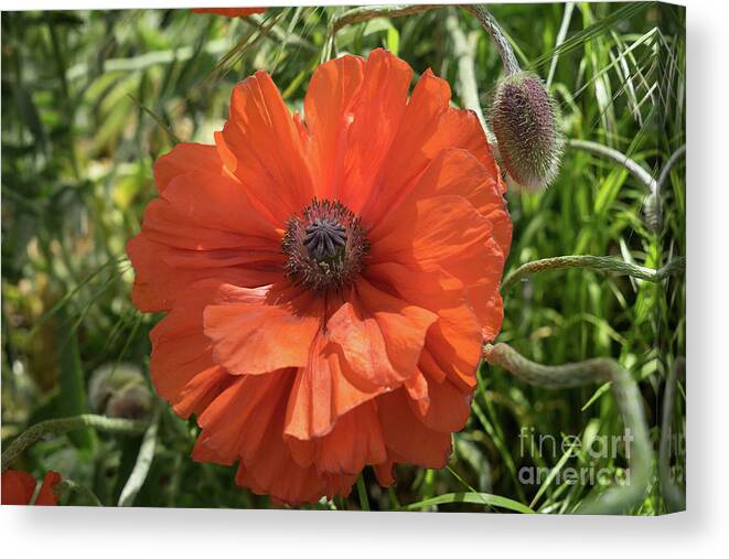 Poppy Canvas Print featuring the photograph Red poppy and green meadow by Adriana Mueller