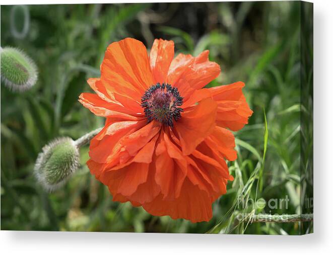 Poppy Canvas Print featuring the photograph Red poppy blooms on the green summer meadow by Adriana Mueller