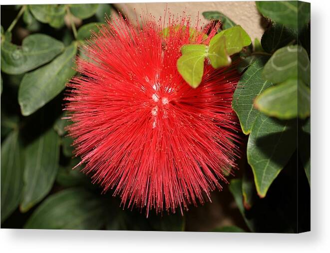 Red Powder Puff Canvas Print featuring the photograph Red Powder Puff Flower by Mingming Jiang