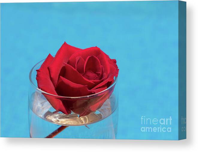 Red Rose Canvas Print featuring the photograph Red rose and blue water by Adriana Mueller