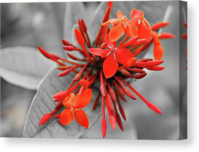 Asia Canvas Print featuring the photograph Red scarlet ixora by Jean-Luc Farges