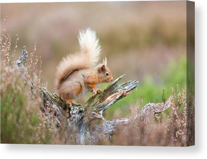 Animal Canvas Print featuring the photograph Red Squirrel, Cairngorms by Anita Nicholson