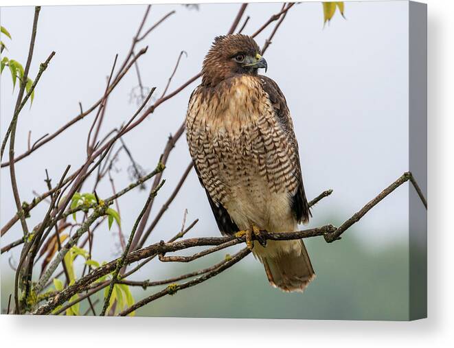 Animals Canvas Print featuring the photograph Red-tailed Hawk on Red Elderberry by Robert Potts