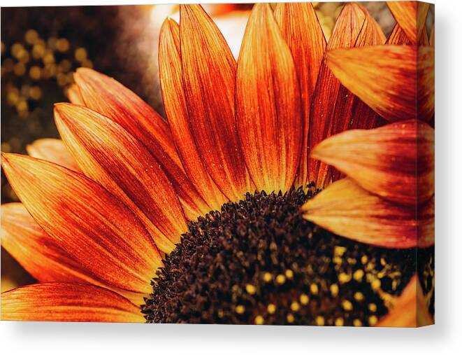 Summer Canvas Print featuring the photograph Red to orange color sunflowers close-up in bloom in the garden, by Hanna Tor