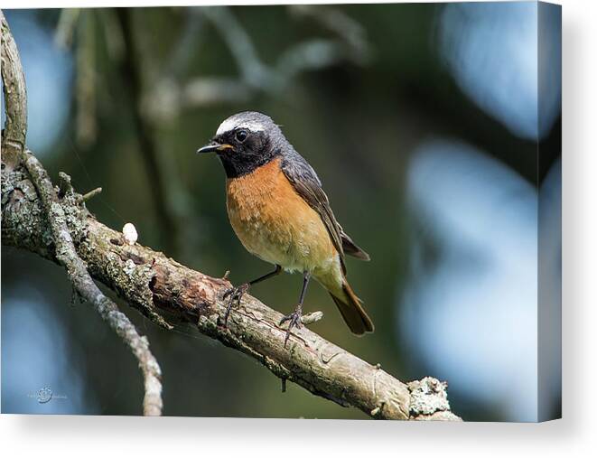 Redstart Canvas Print featuring the photograph Redstart perching on a pine twig by Torbjorn Swenelius
