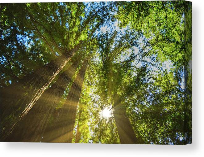 Redwood Forest Canvas Print featuring the photograph Redwood Magic by Chance Kafka
