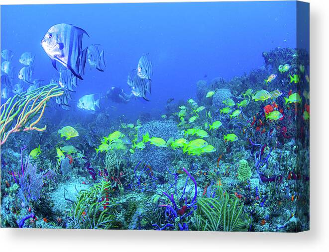 Fish Canvas Print featuring the photograph Reef Under the Sea by Debra and Dave Vanderlaan