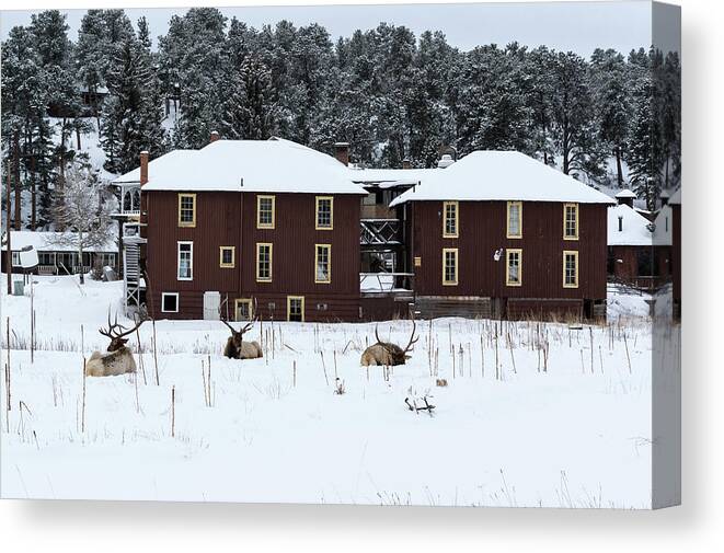 Elk Canvas Print featuring the photograph Resting Elk - 9131 by Jerry Owens