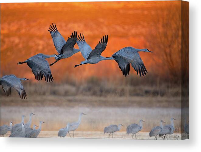 Birds Canvas Print featuring the photograph Returning Home by Peter Kennett