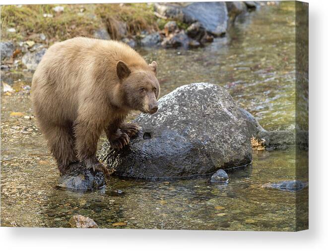 Bear Canvas Print featuring the photograph Big Bear by Scott Warner