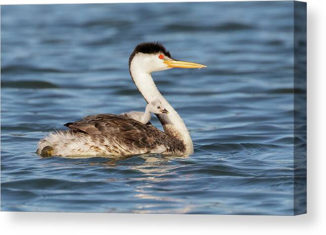 Grebes Canvas Print featuring the photograph Riding Shotgun with Mom by Cheryl Strahl