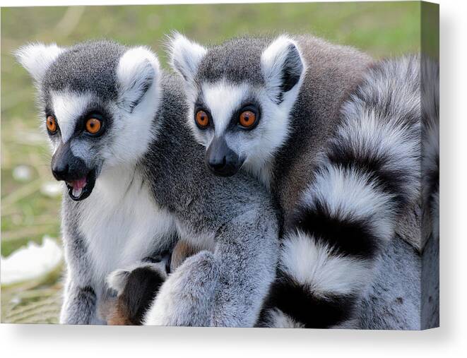 Ringtailed Lemurs Canvas Print featuring the photograph Ringtailed Lemur duo with baby by Gareth Parkes