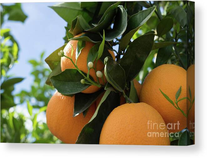 Orange Blossom Canvas Print featuring the photograph Blooming orange tree with white buds, orange blossom in Spain by Adriana Mueller