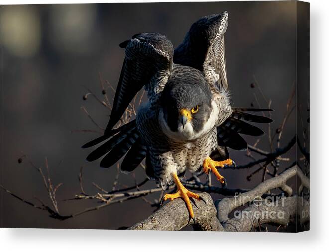 Falcon Canvas Print featuring the photograph Rise Up by Alyssa Tumale