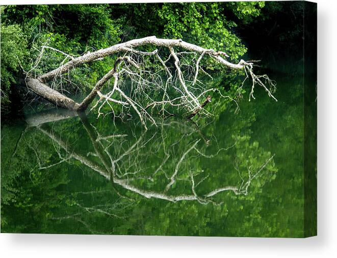 Jackson River Canvas Print featuring the photograph River Branches Stillness by Norma Brandsberg