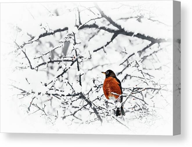 Birds Canvas Print featuring the photograph Robin in Snow by Nikolyn McDonald