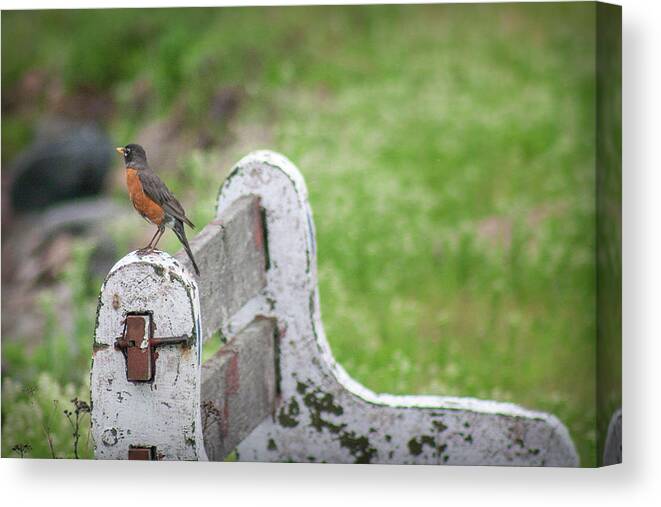 Bird Canvas Print featuring the photograph Robin on a bench by Daniel Martin